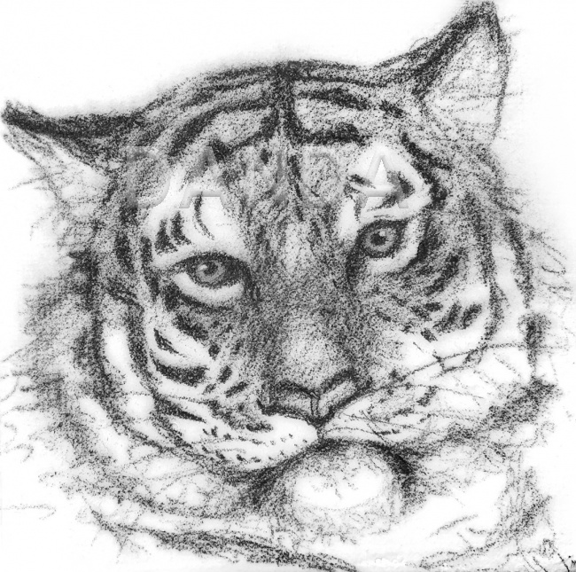 Alexandra Hesselmann Shop - Tiger 20 x 20 cm